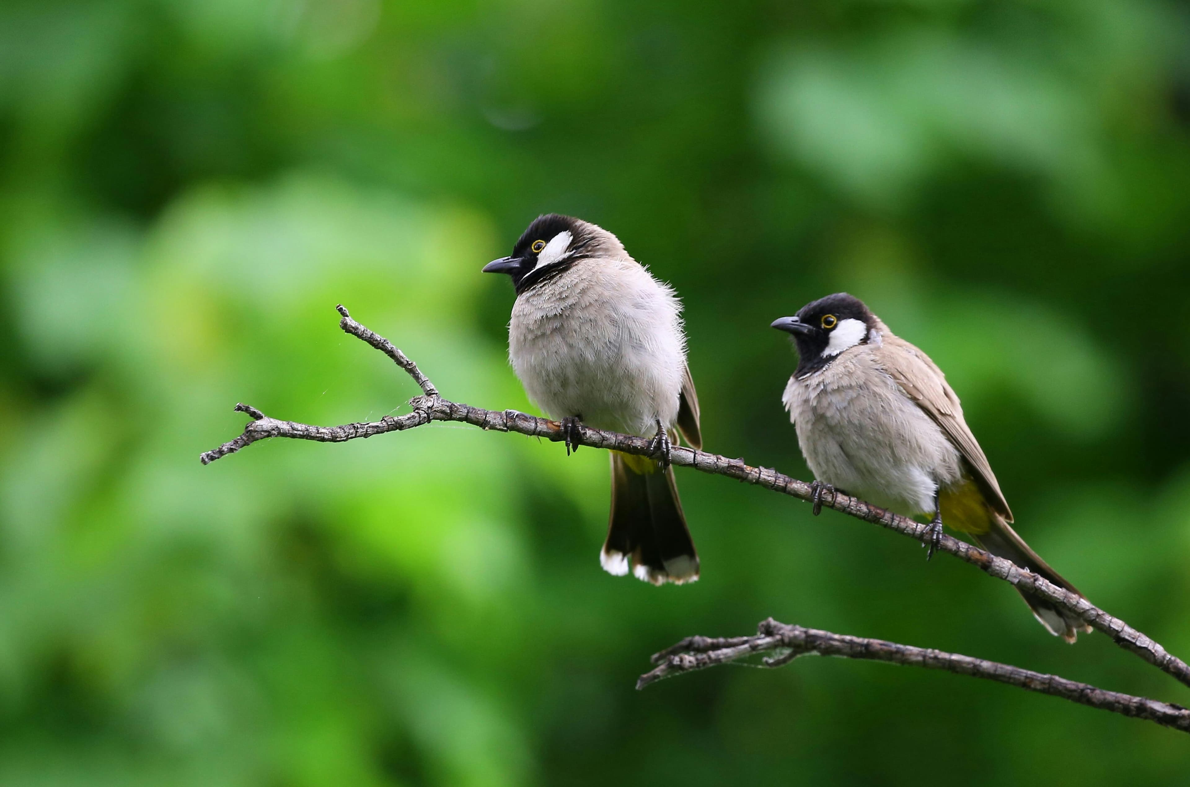 AI analyzing bird features