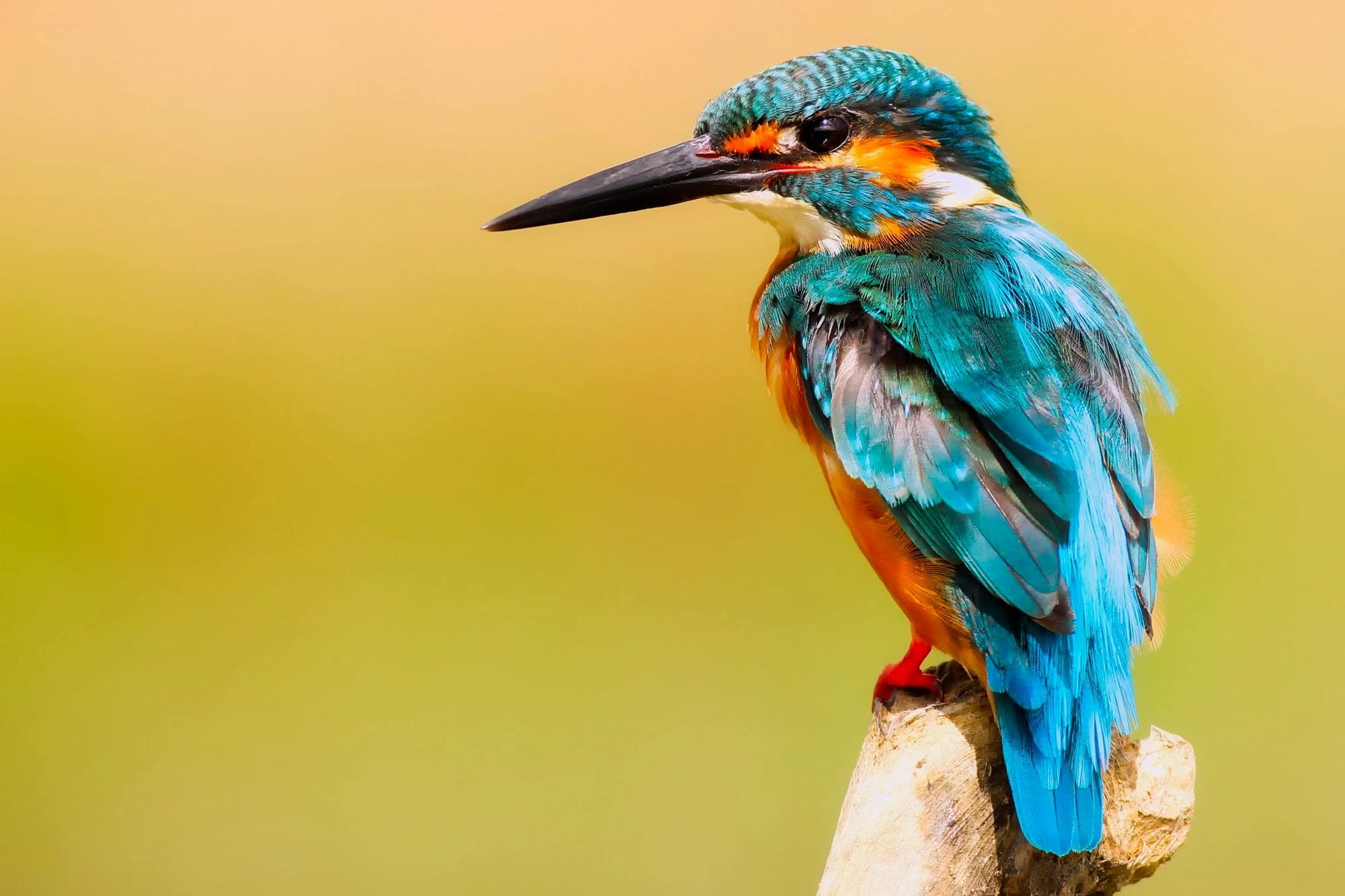 Listen to bird sounds