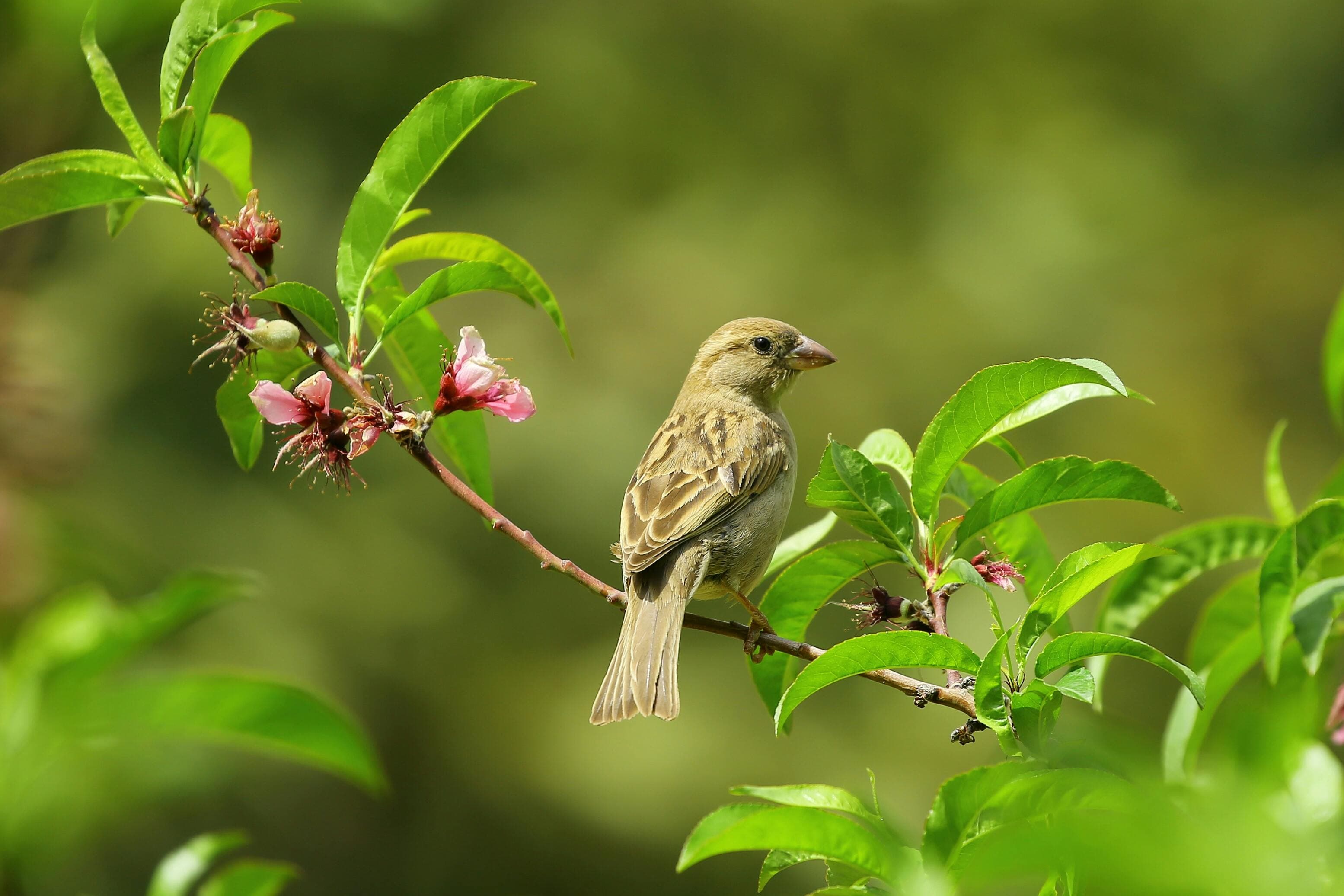 Beautiful bird in natural habitat
