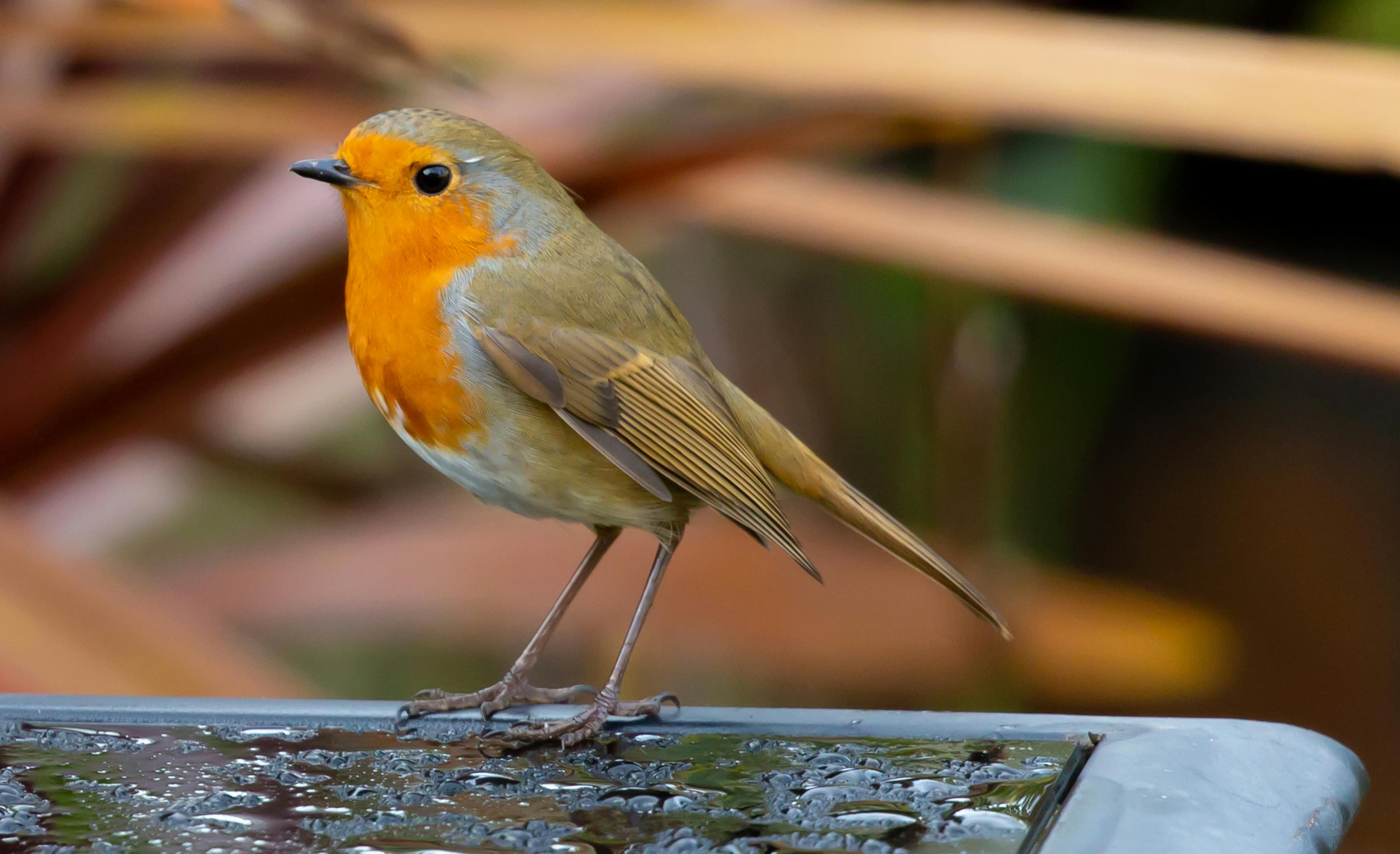 Discover the Charm of British Garden Birds Identification with Bird Identifier