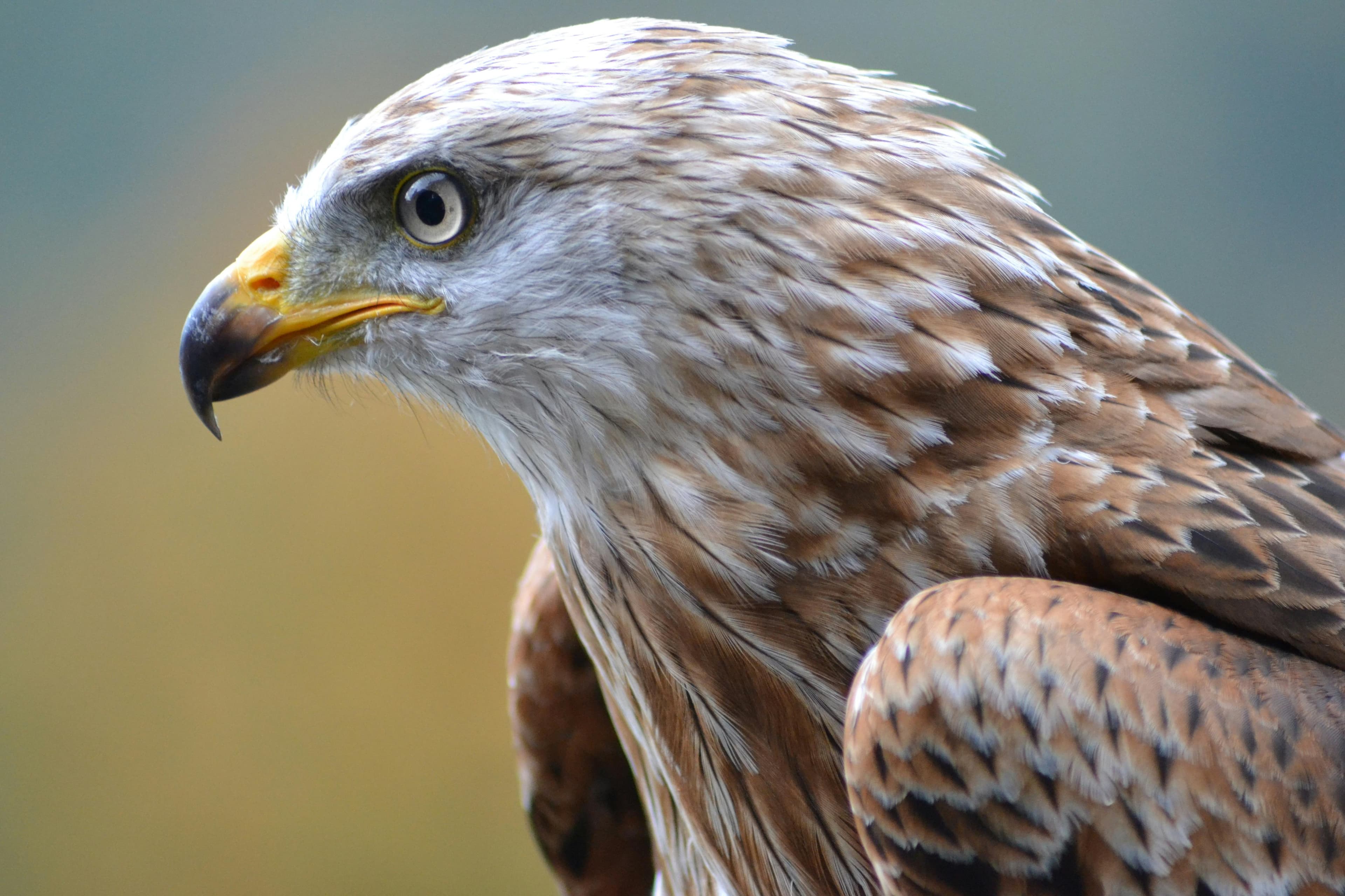 The Ultimate Guide to Birds of Prey Identification with Bird Identifier