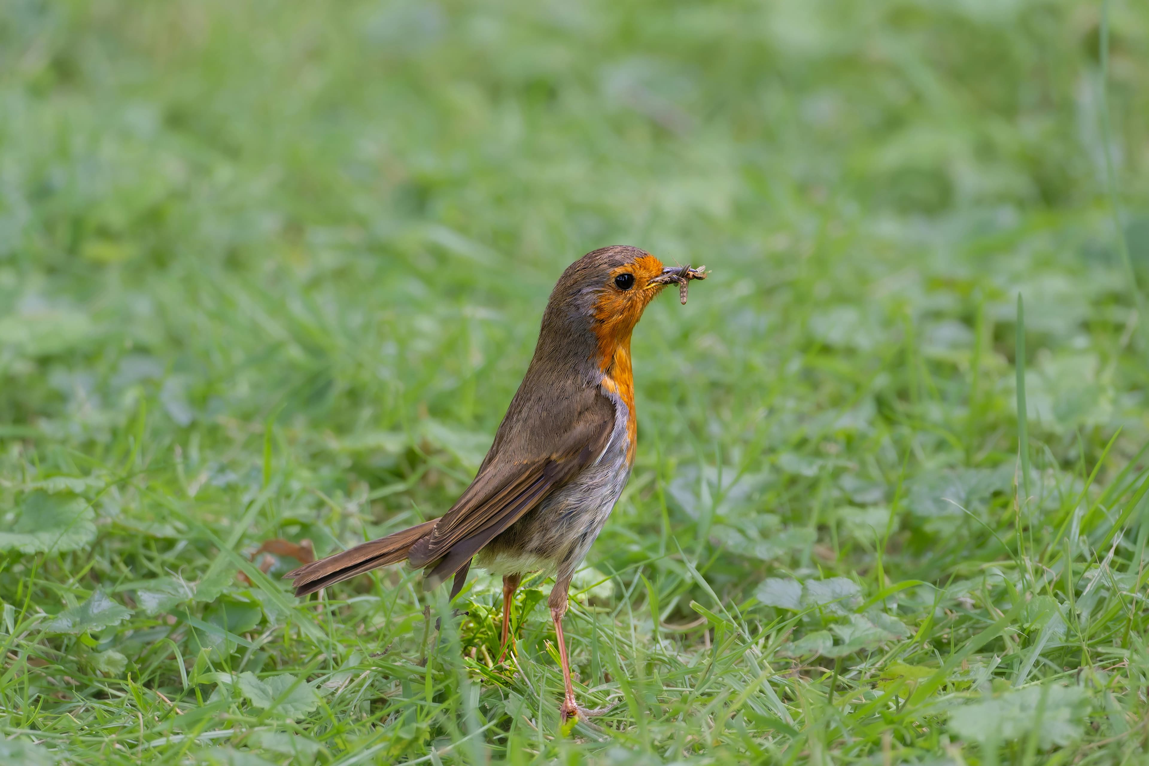 How to Identify a Bird from a Photo: Your Ultimate Guide